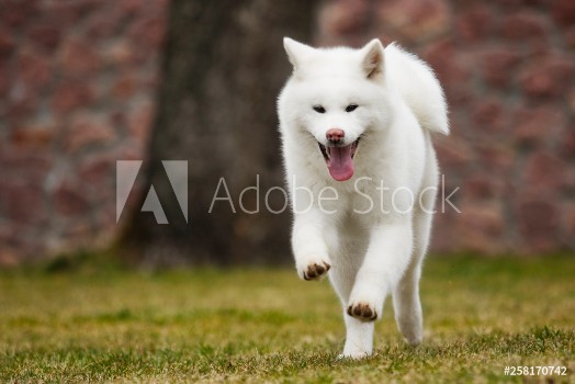 Picture of Akita Inu dog on a walk in the park